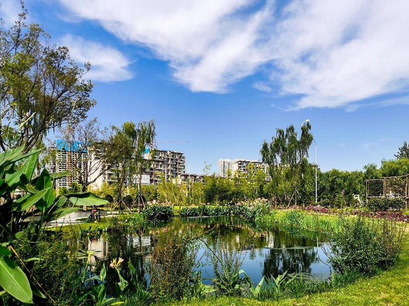 【經(jīng)典案例】日照市瀉湖入湖口人工濕地水質(zhì)凈化項(xiàng)目（大型湖泊內(nèi)源污染治理